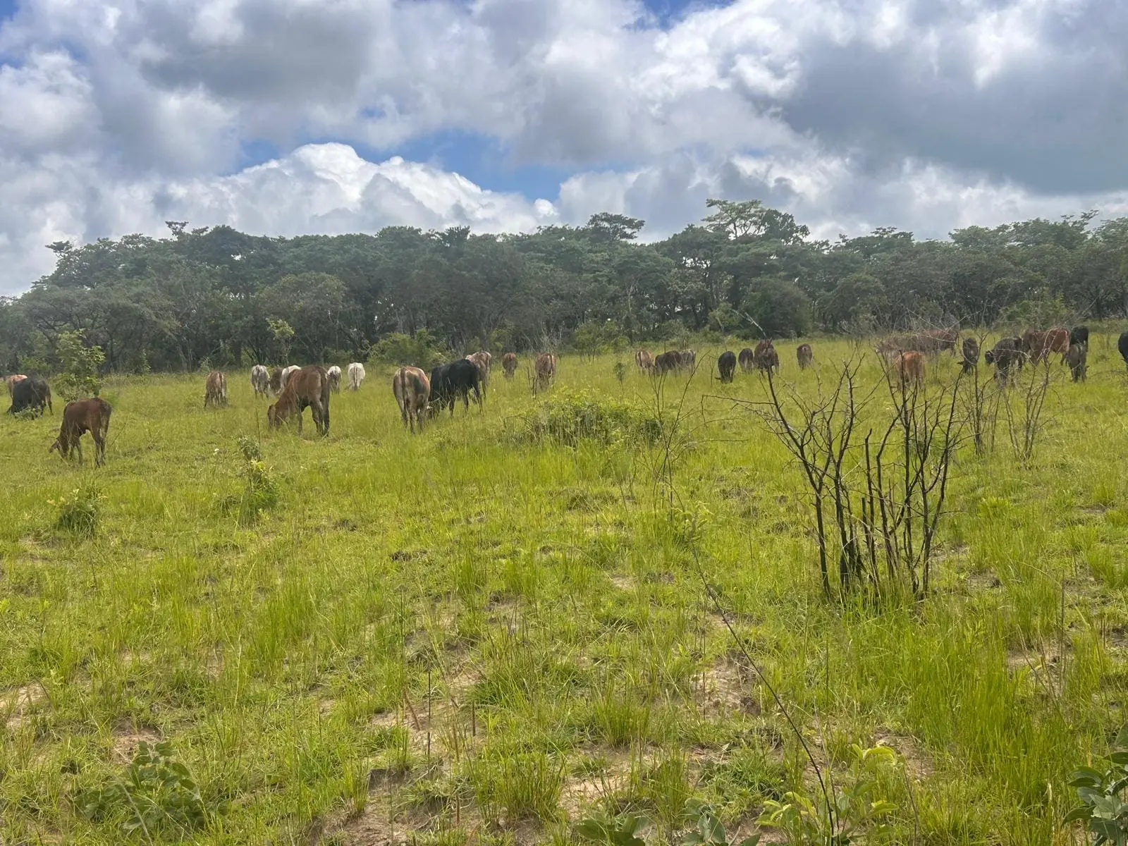Cattle Breeding